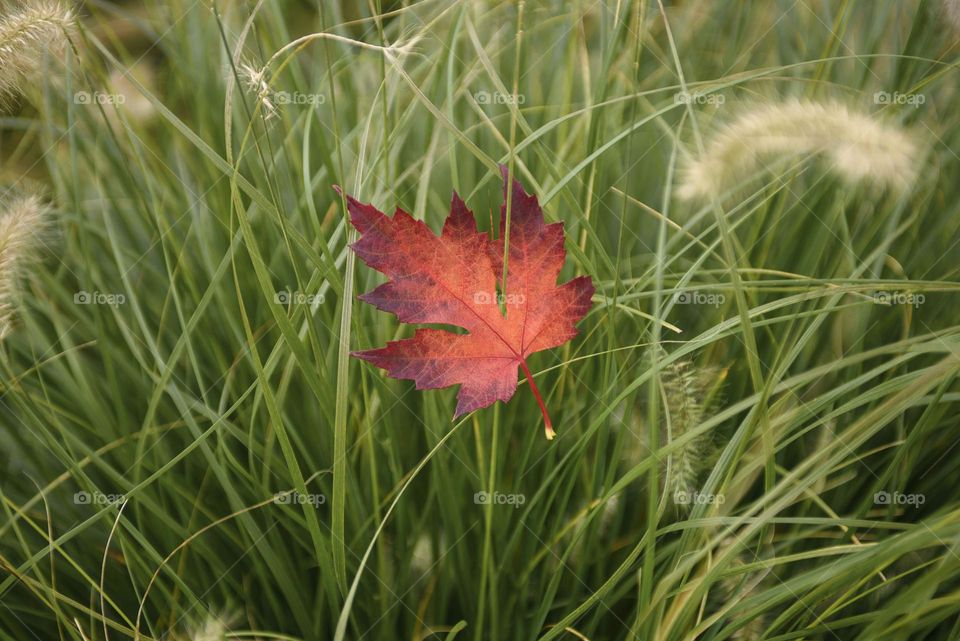 Red maple leaf in green grass.  autumn background