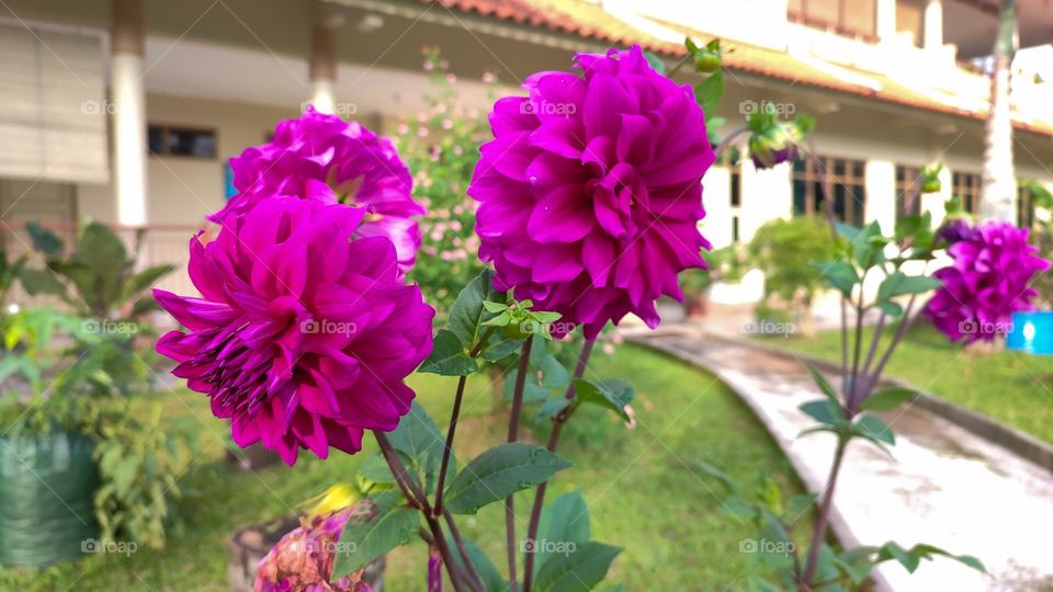 The beautiful purple dahlia flower. 
Dahlia is a genus of tuberous plants that are members of the Asteraceae family, which also includes the sunflower, daisy, chrysanthemum, zinnia, and, of course, aster