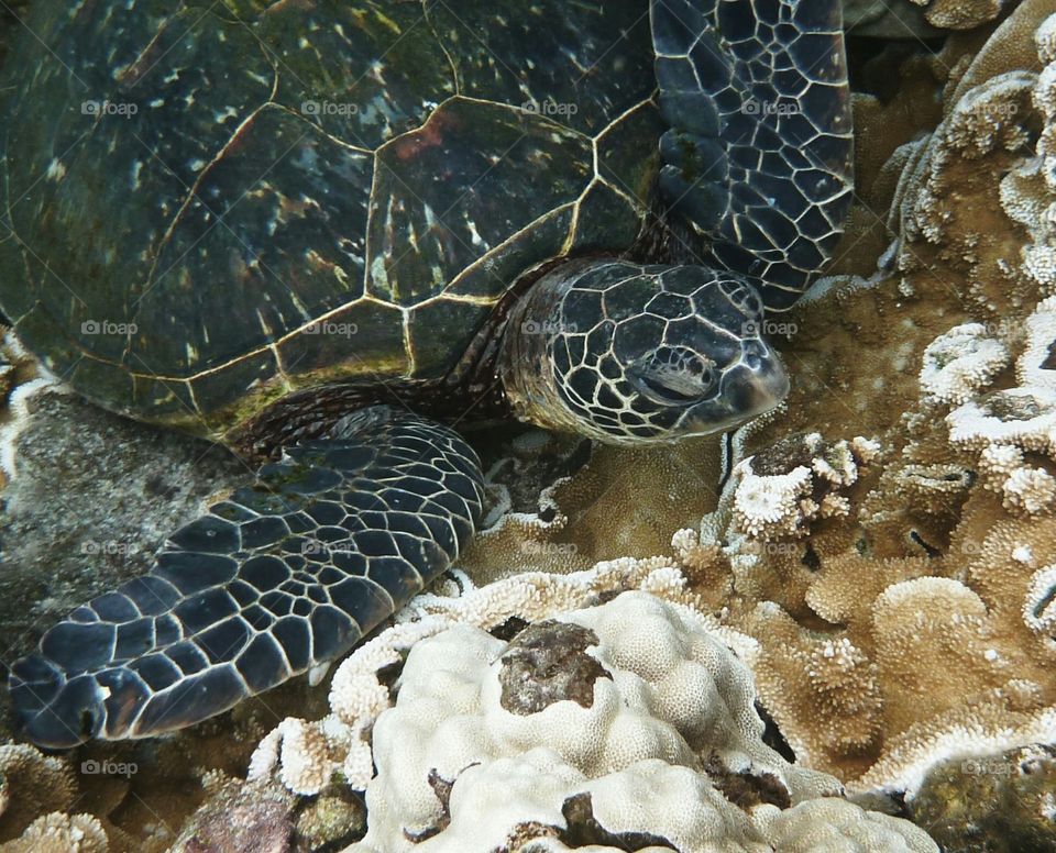 Hawksbill Turtle, Hawaii