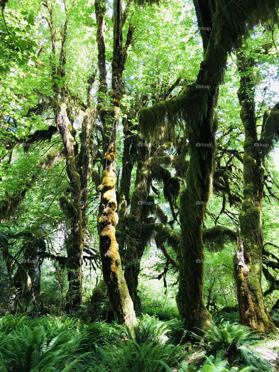 Gorgeous bright green other worldly grouping of trees in National Forest are stunning! 