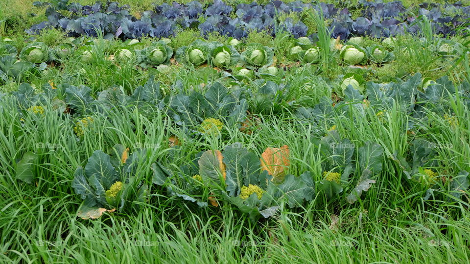 Growing Vegetables