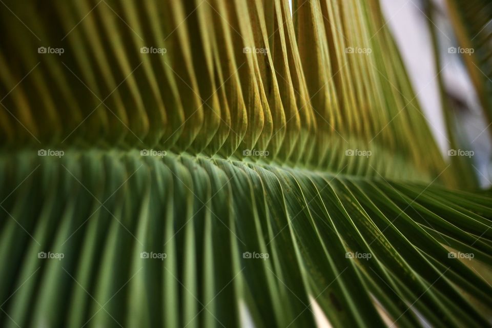 Leaf of palm