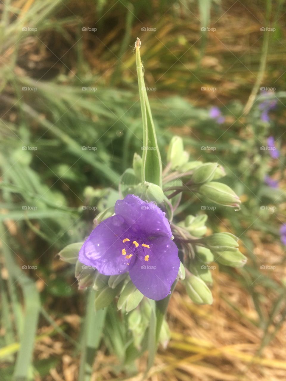 Spiderwort