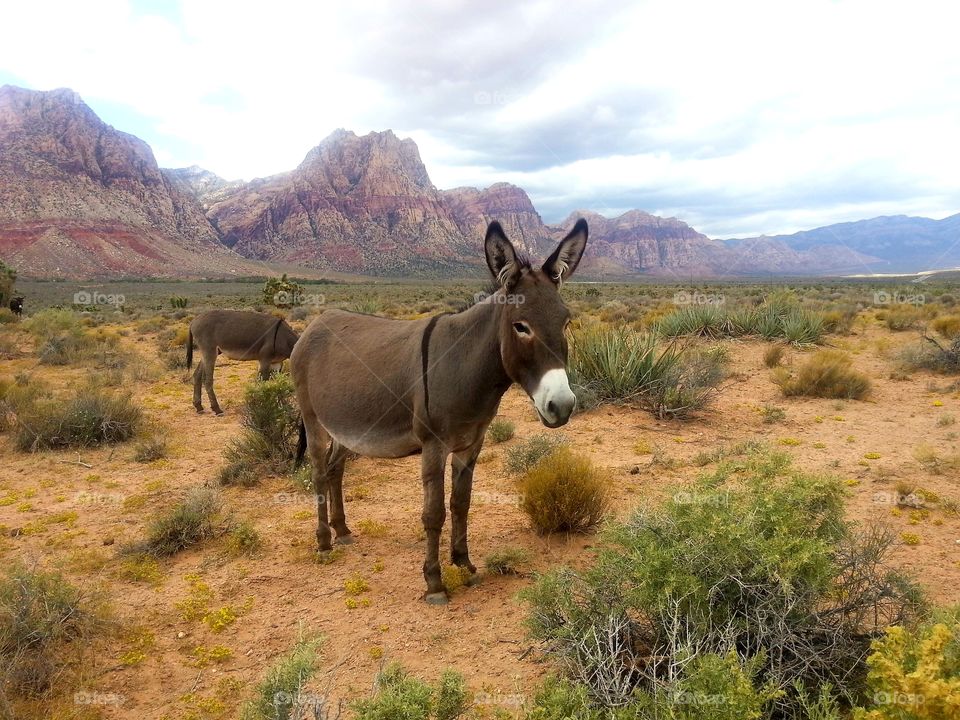 wild Burros in the desert