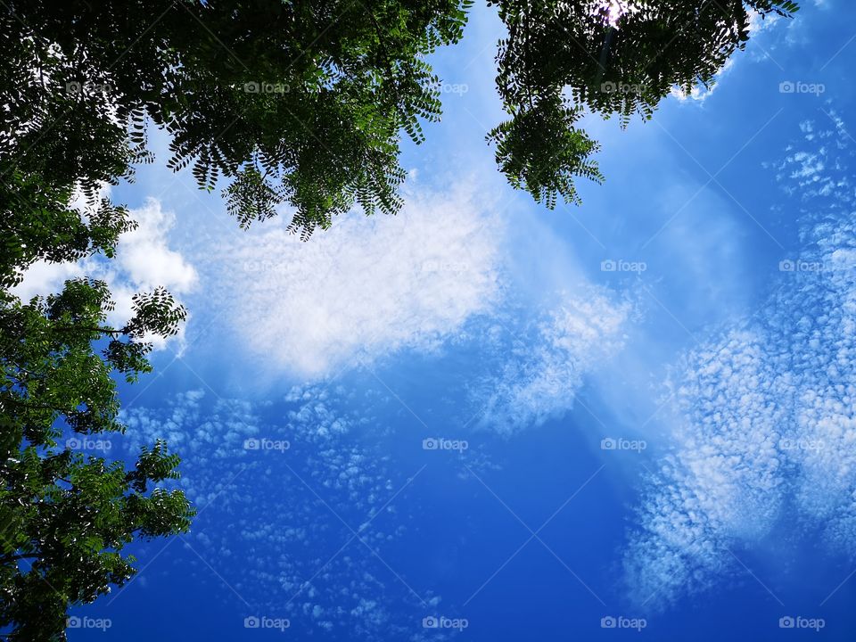The top of tree with blue sky.