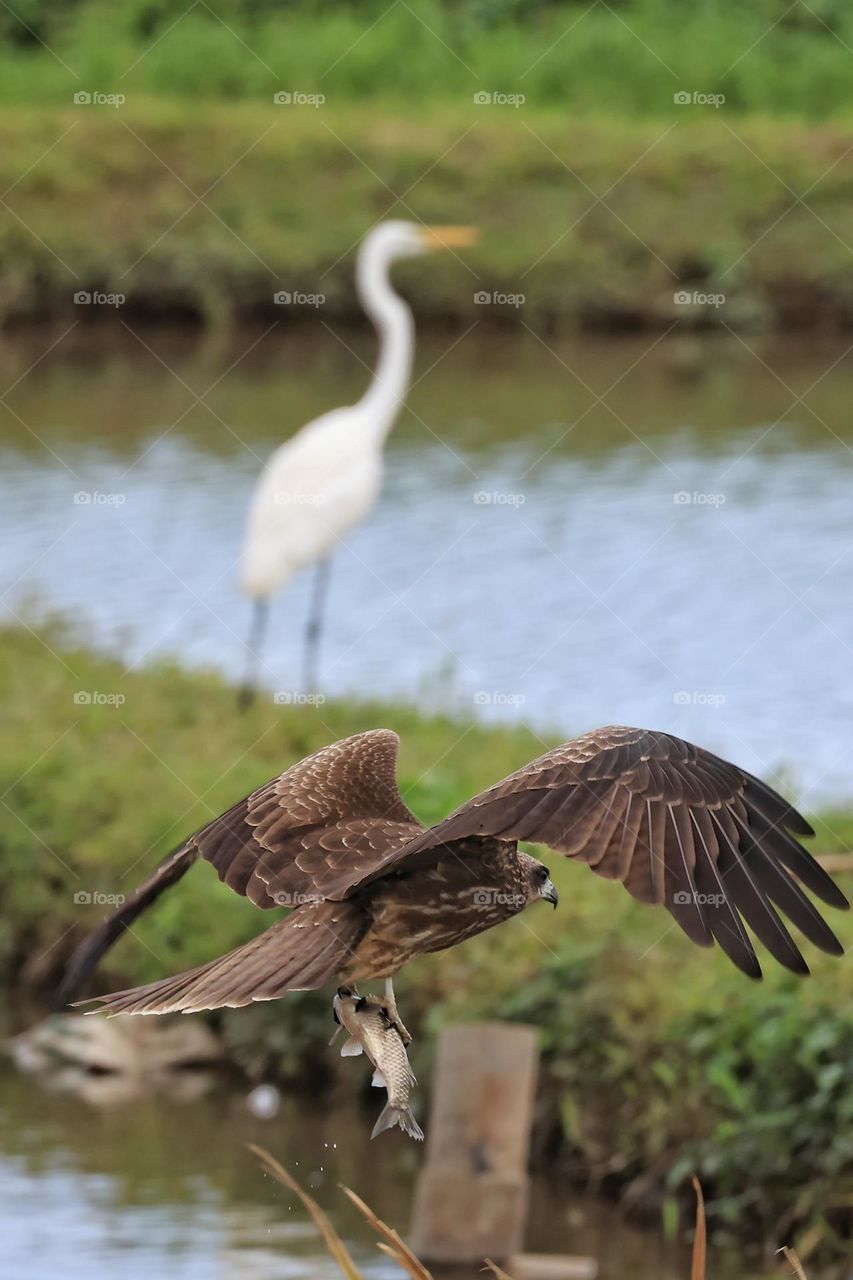 Beautiful and cute bird