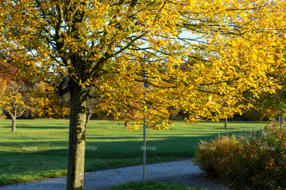 tree in autumn