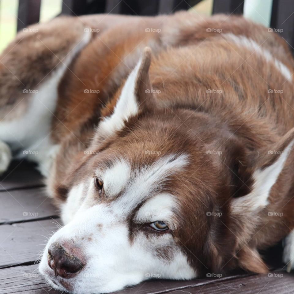 lazy husky