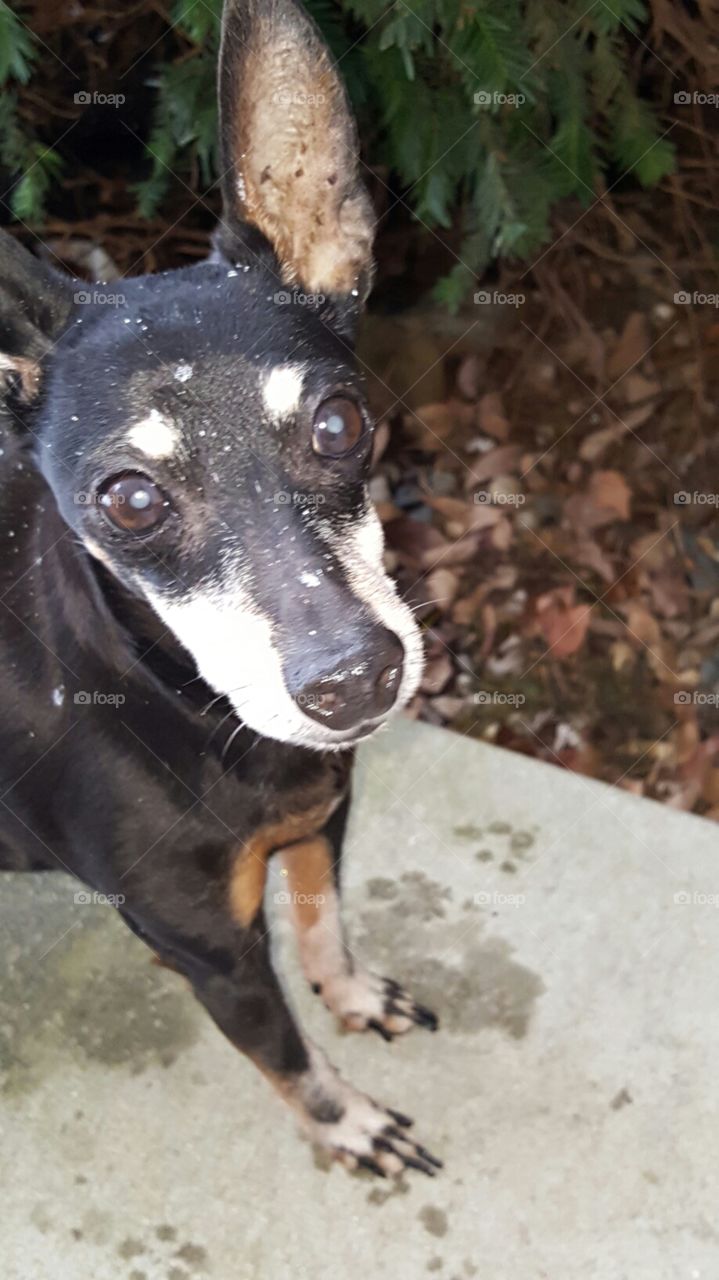 Pupscicle On A Cold Wintery Day