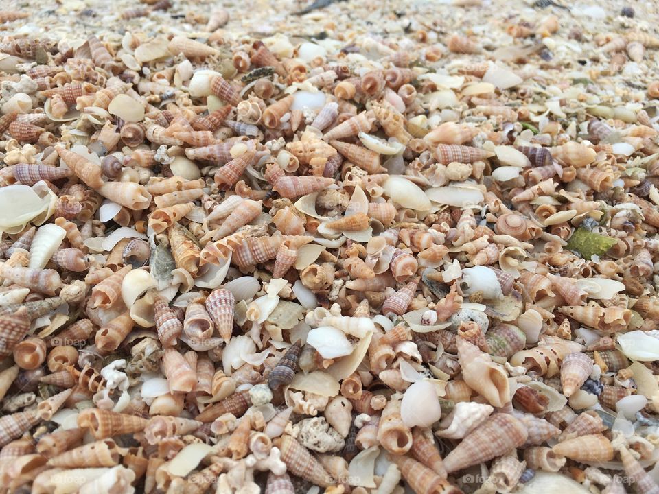 Tiny seashells background