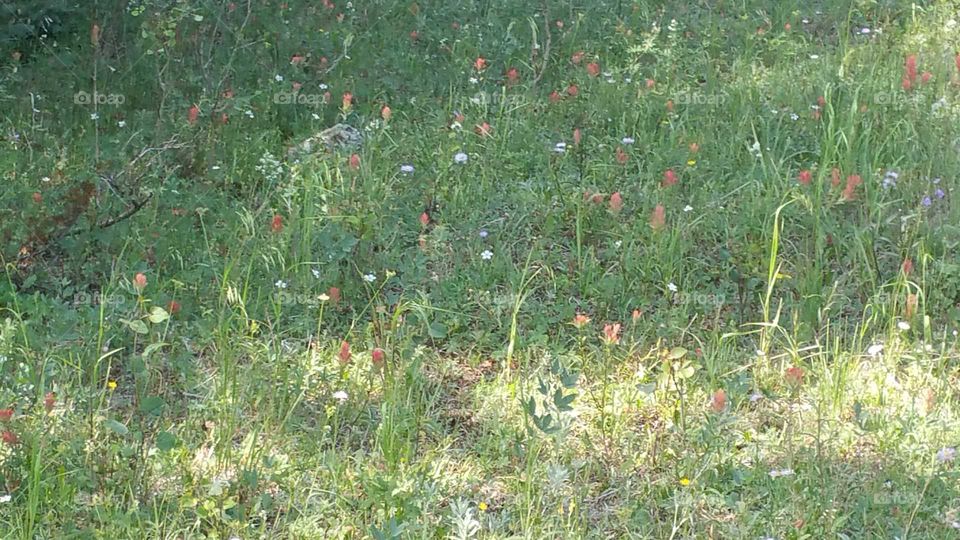 Wild flower patch