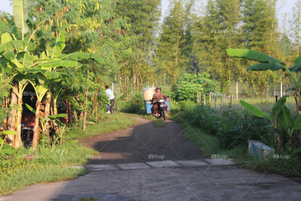 Road, Tree, Wood, Landscape, Outdoors