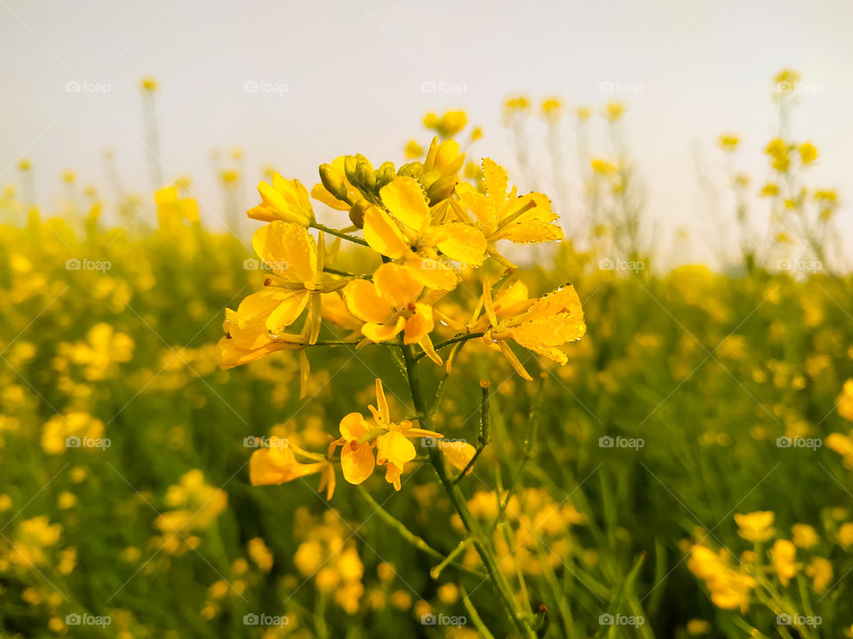 A mustard yellow flower with dew drop on blurry background
