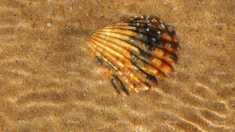 Shell