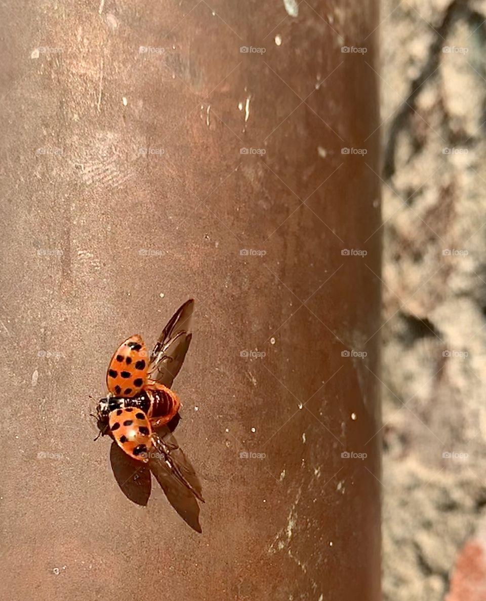 Red ladybug on a street lamp 