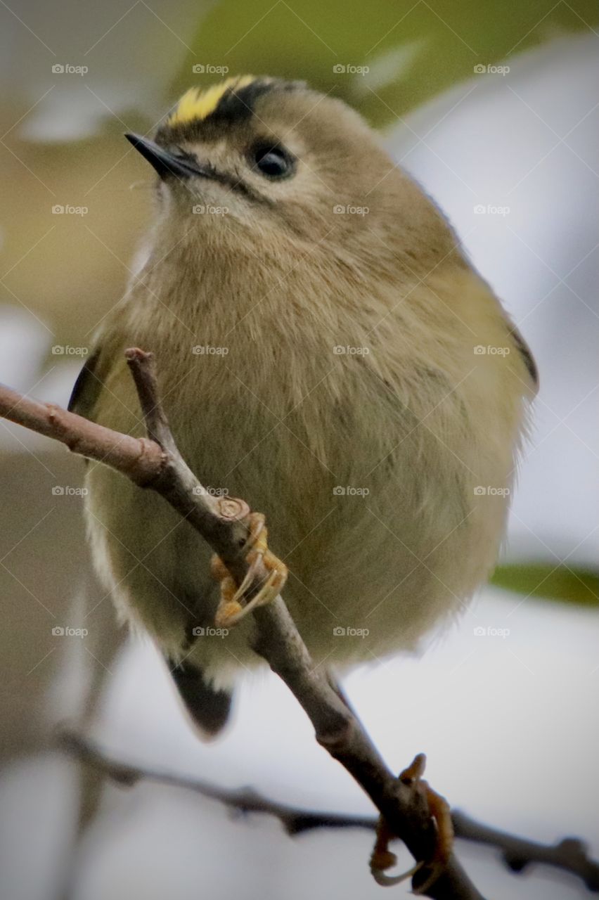Goldcrest 
