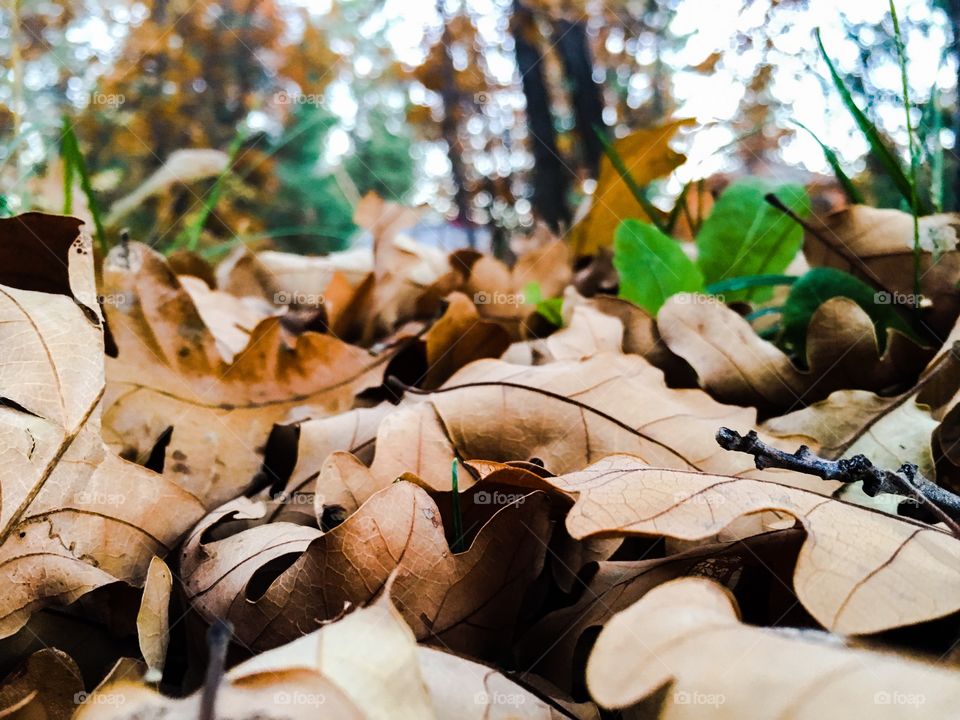 Autumn dry leaves