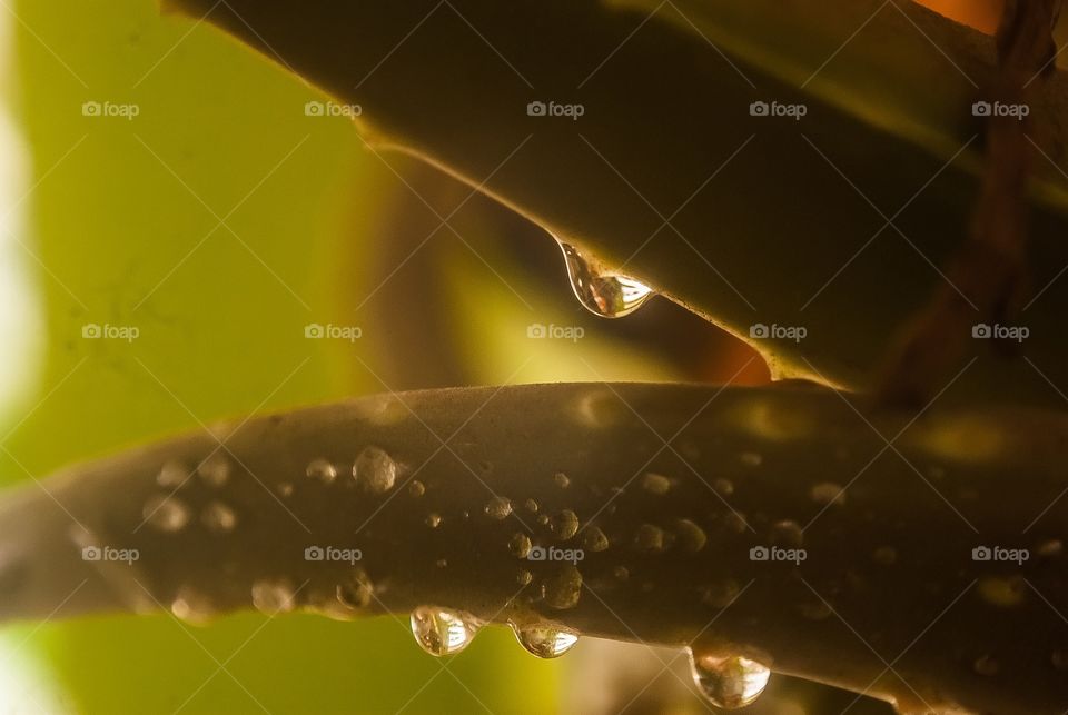 water drops 