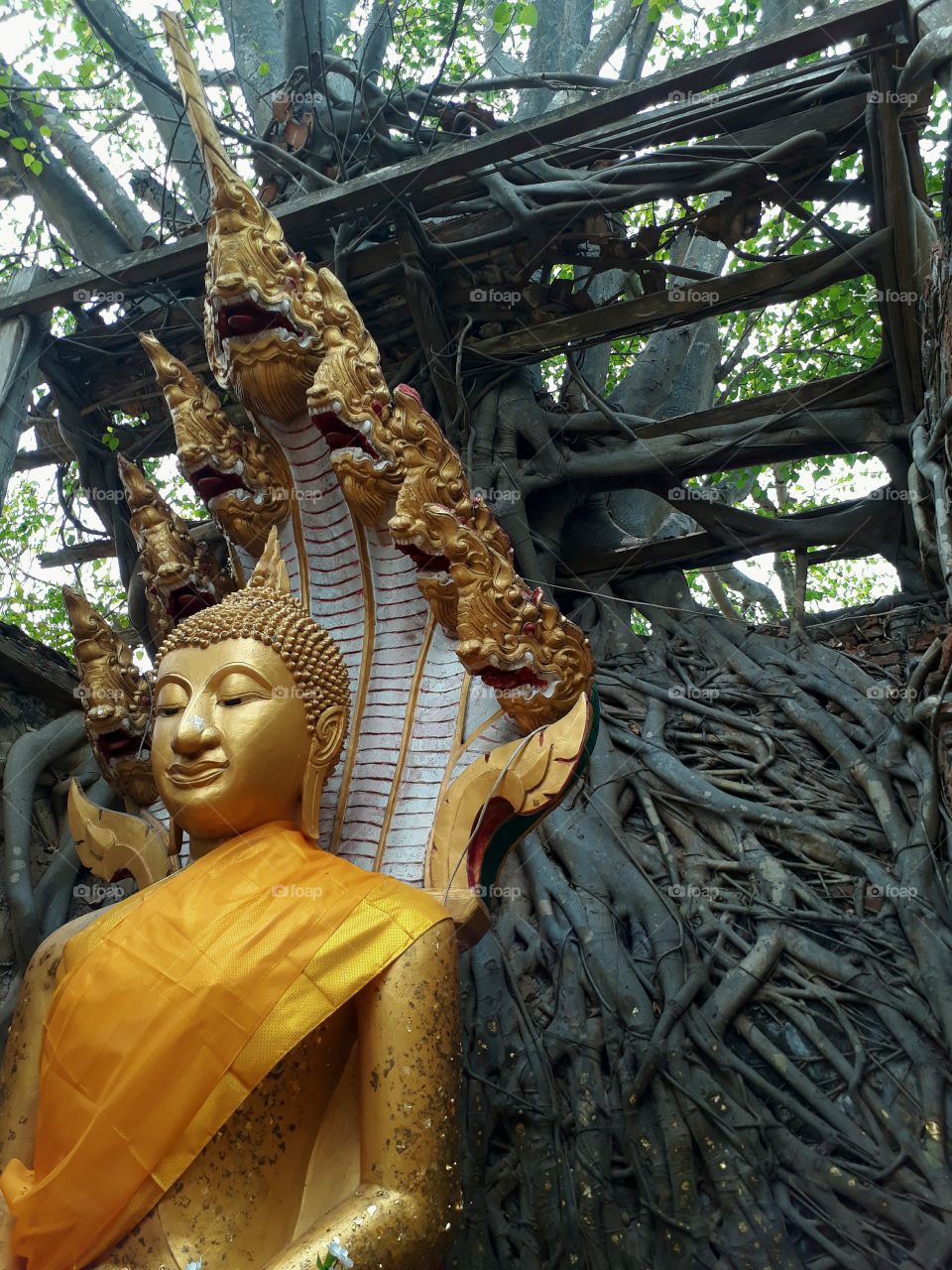 amazing ruins of buddish temple which is survived by trees. Thailand.