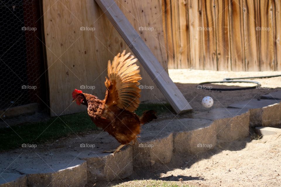 Rhode Island Red Hen flying