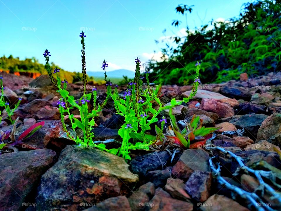 Tiny plant above the rock hill