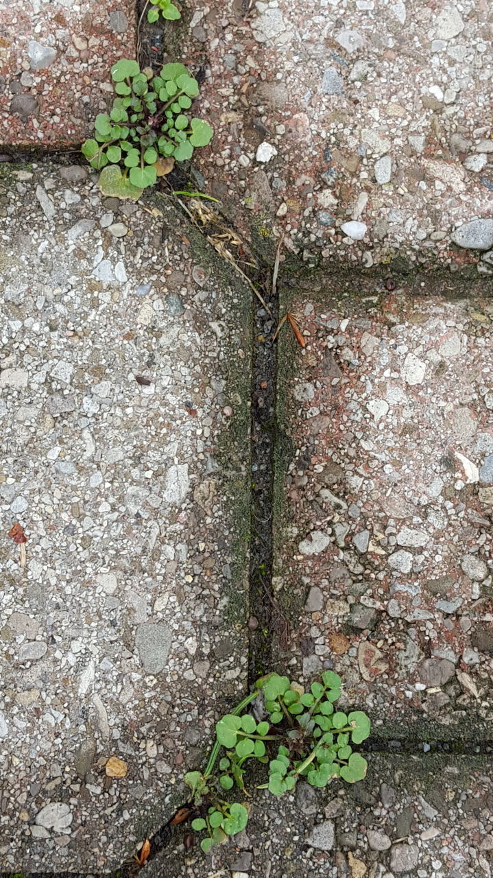 Weeds growing between cement pavers