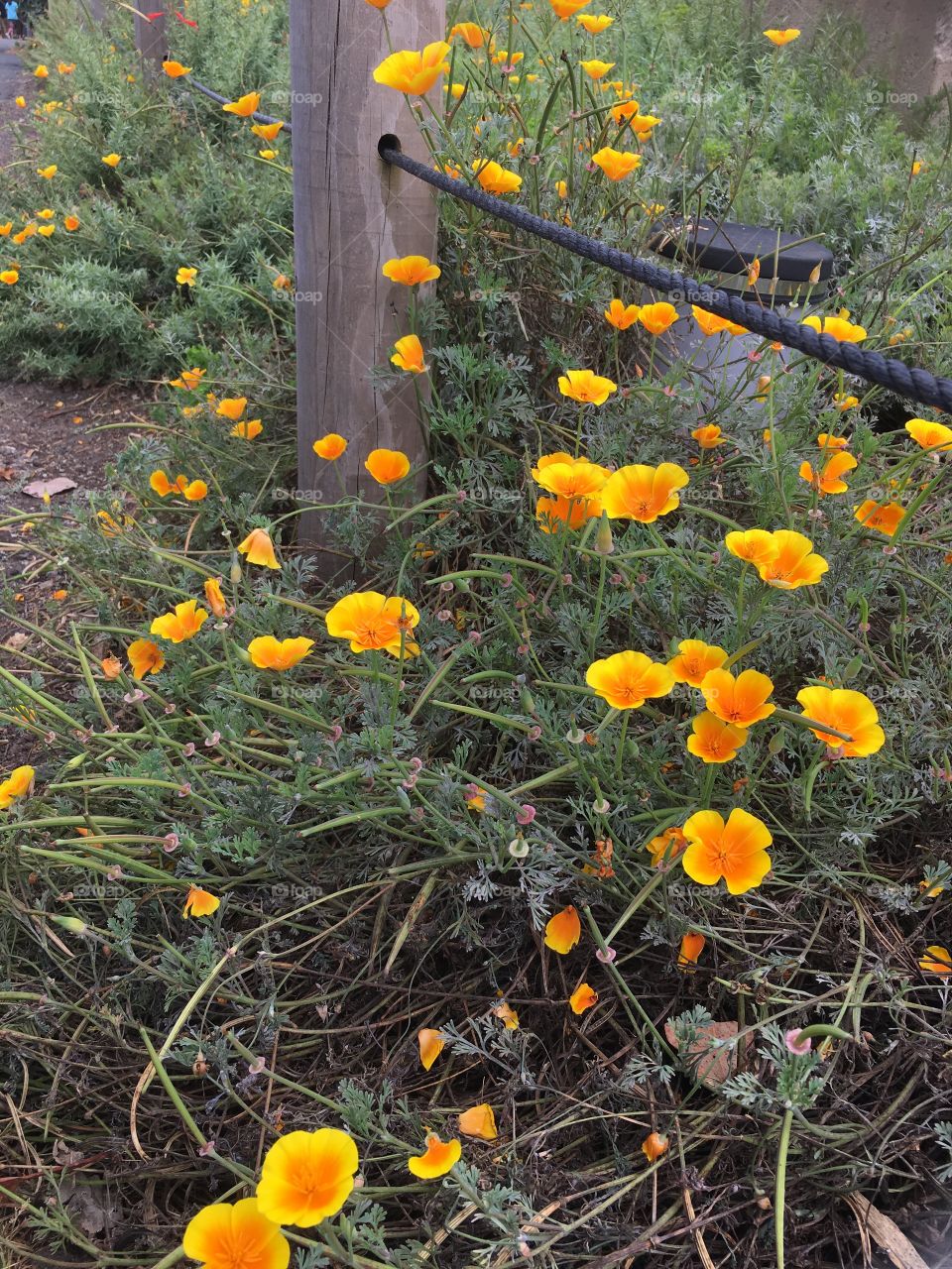 Bright orange calico poppies on an overcast day at SFzoo