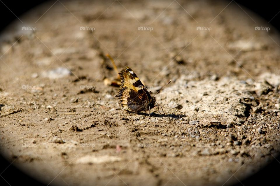 Schmetterling mit Spinne