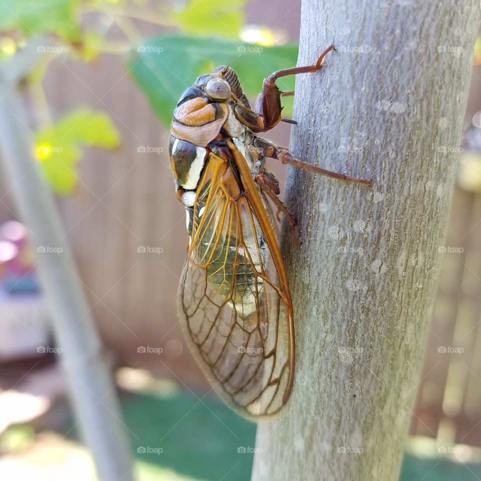 cicada close i