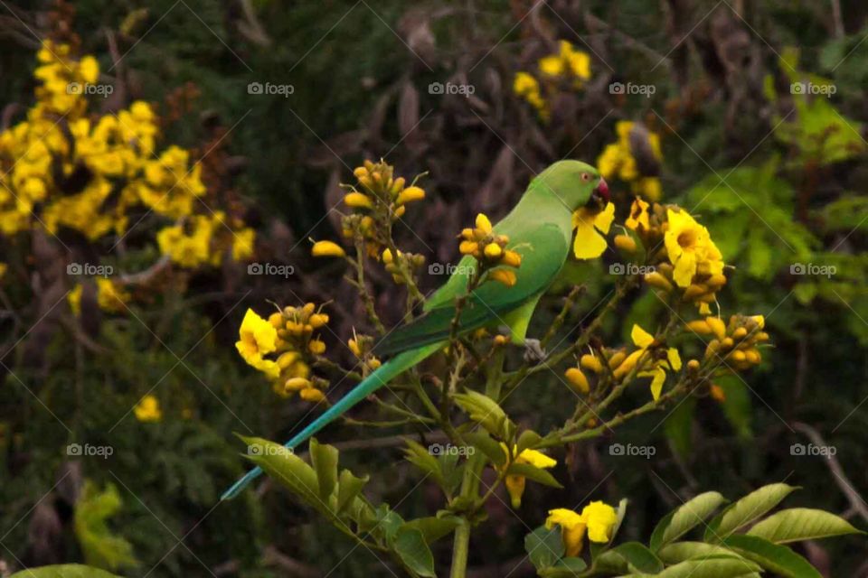 Parrot in our backyard. . Parrot eating the tip of the flower. 