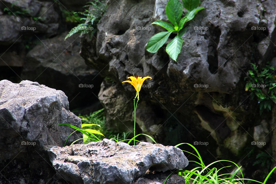 lonely in yuyuan garden. A lonely yellow flower at yuyuan garden, shanghai china