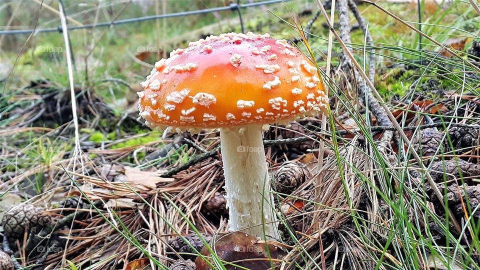 Forest mushroom