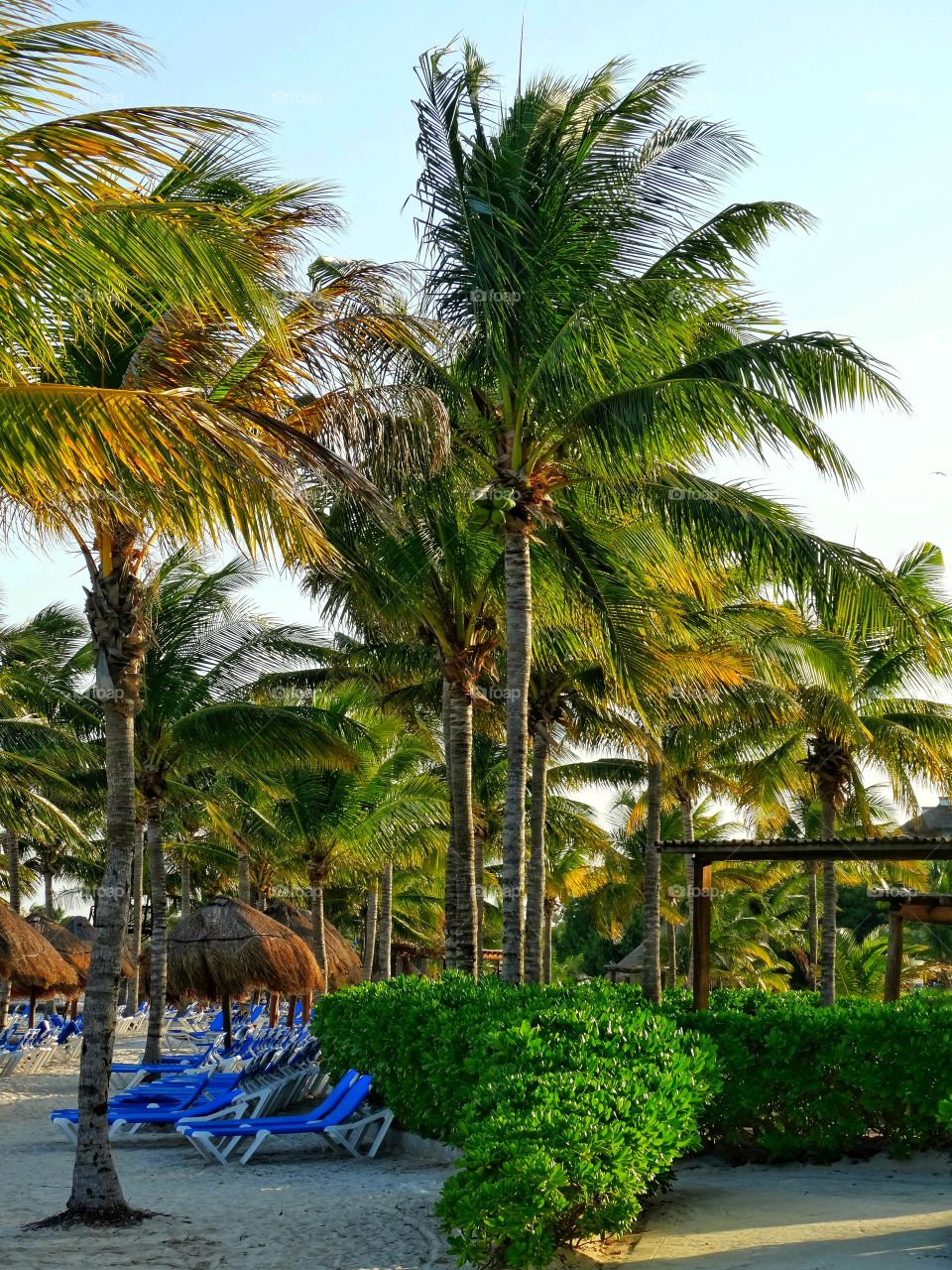 Wind In The Palm Trees Of Mexico