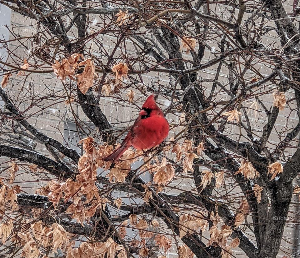 cardinal