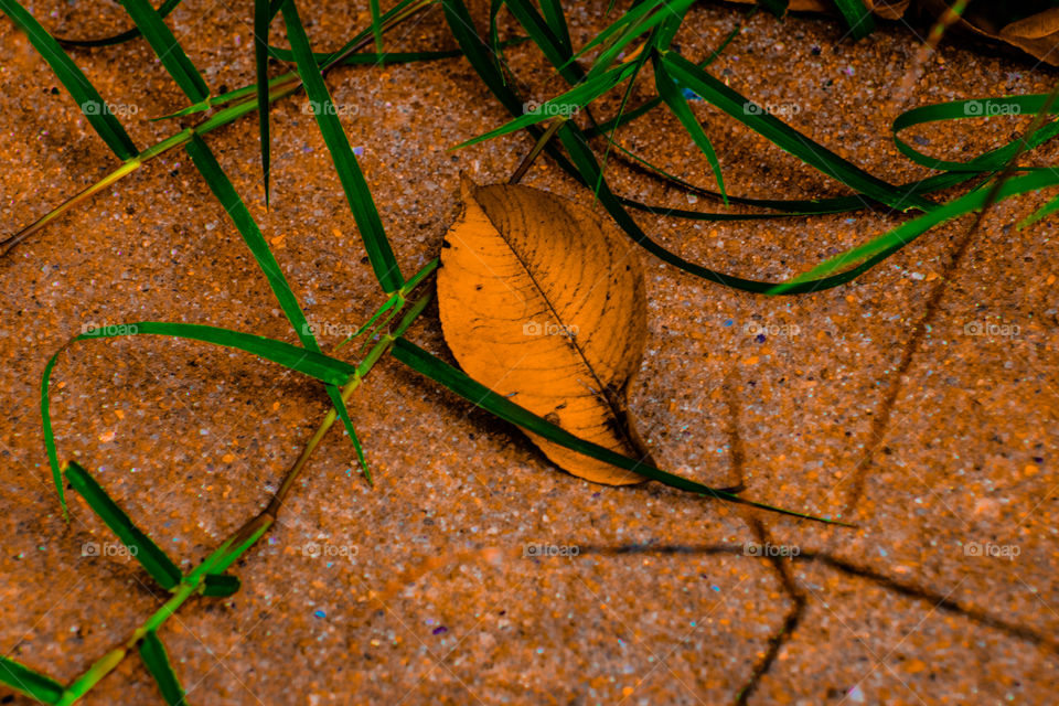 concrete leaf