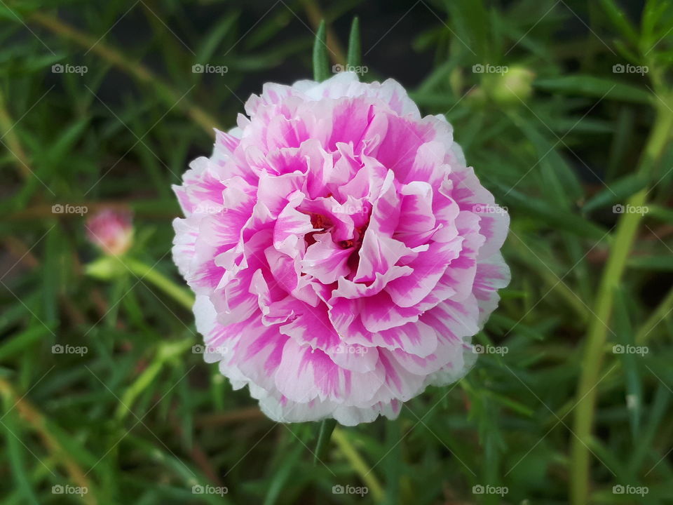 Close up of Moss rose