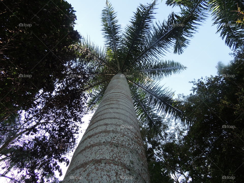 coqueiro  árvore
