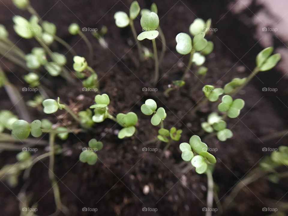 Little plants 