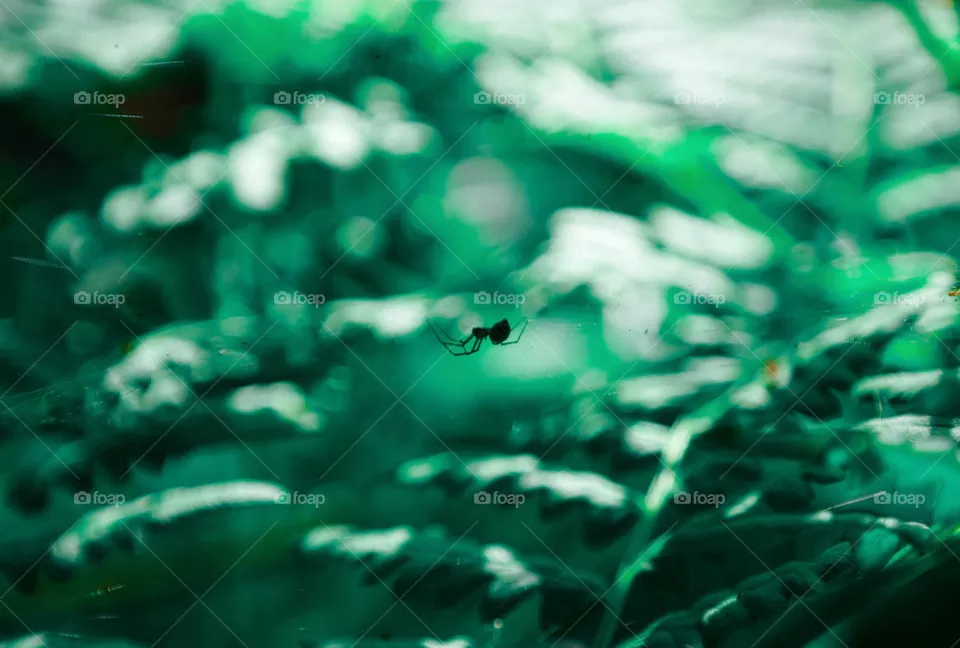Spider