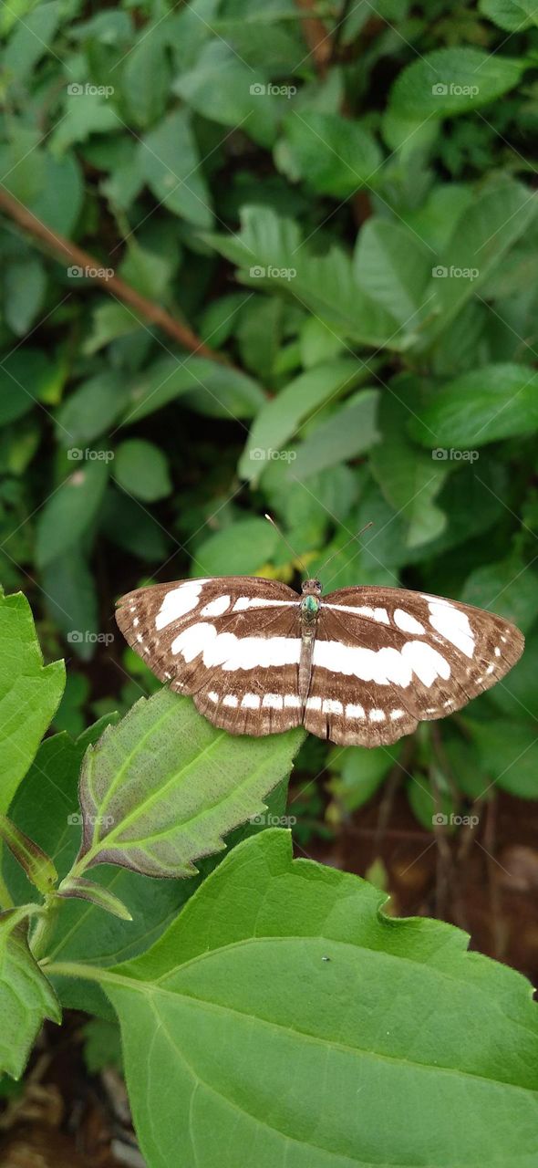 This type of butterfly has a dark brown wing base color with a row of spots that line up to form a ribbon.