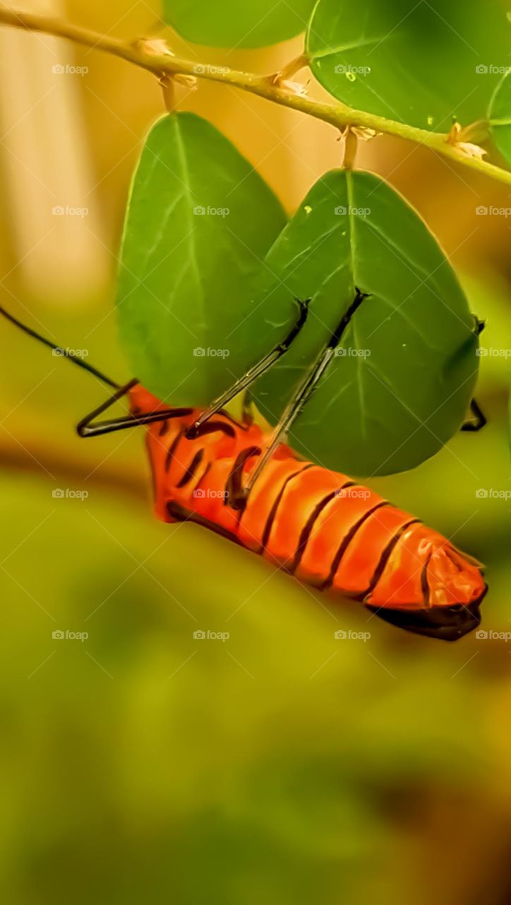 Macro Image: Phytophagous bed bugs, those that feed on plants.
Imagem Macro: Percevejo Fitófago, aquele que se alimenta de plantas.