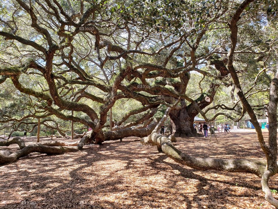 500 years old angel Oak tree