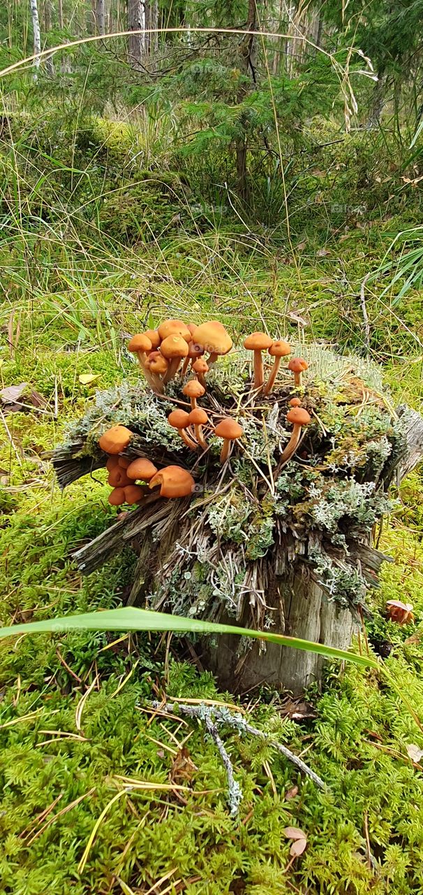 Automatiskt mushrooms on stump