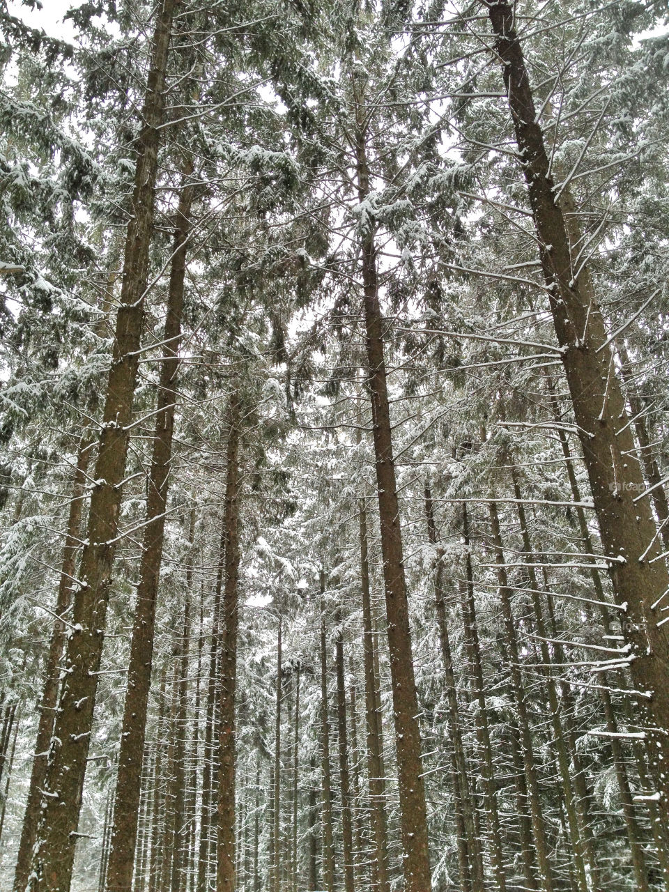 Cross country skiing