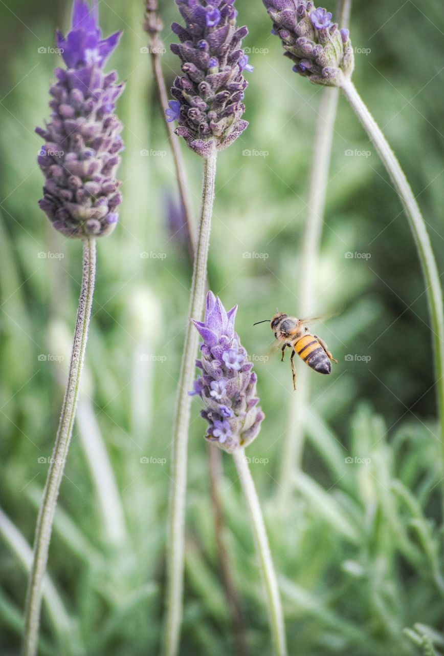 Bee and lavanders