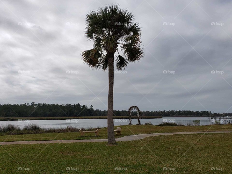lone Palm tree on Riverside Park sidewalk