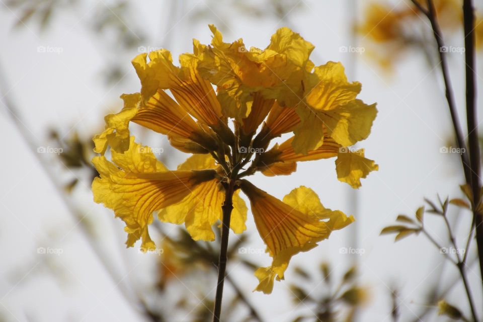 The unique yellow-flowered Suzuki is blooming