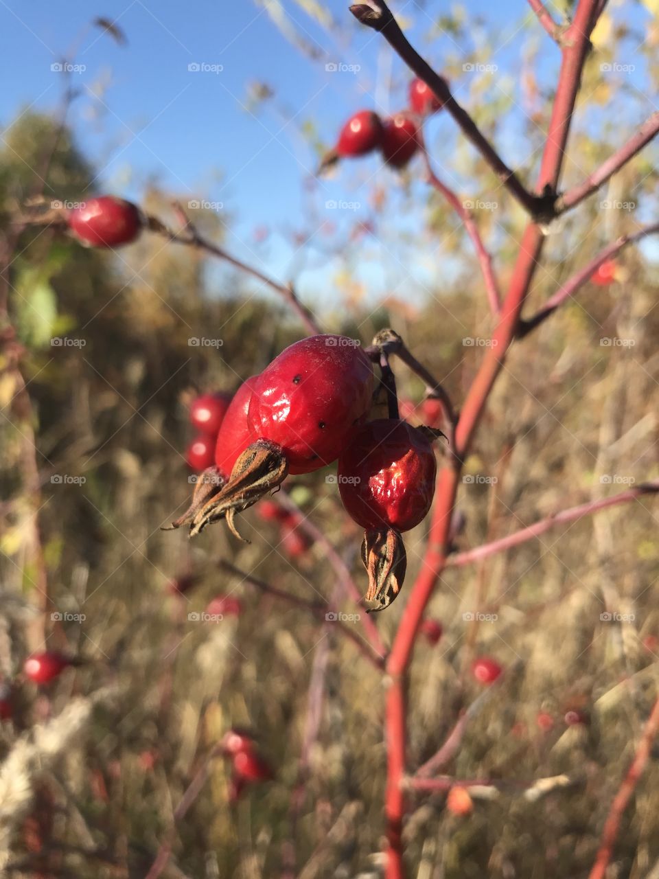 Rosehip