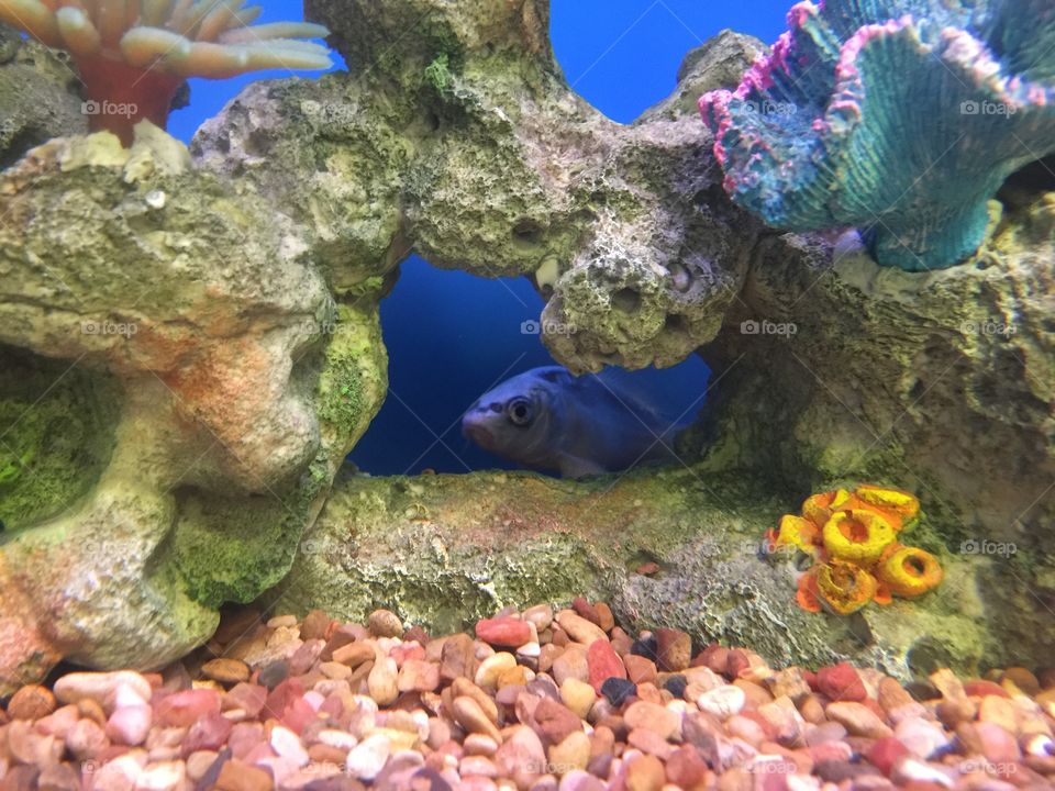 Fish hiding be hide a rock in his fish tank