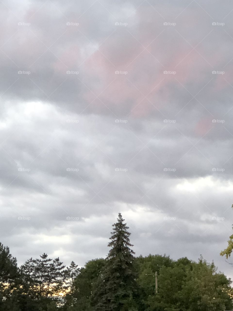 Pink clouds + pine 🌲
